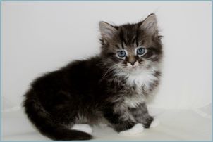 Male Siberian Kitten from Deedlebug Siberians